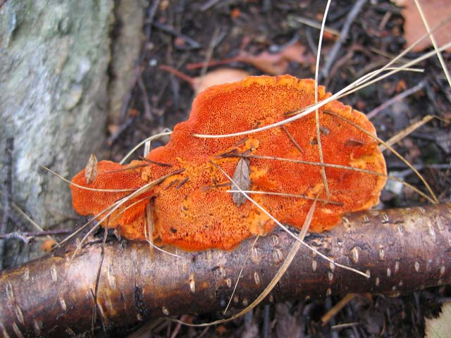 Pycnoporus cinnabarinus